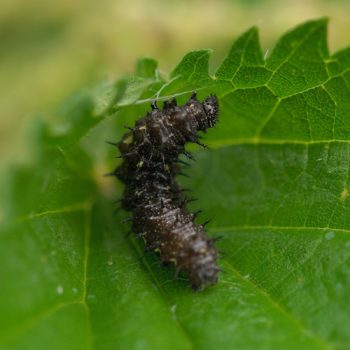 Vanessa atalanta (Admiral)