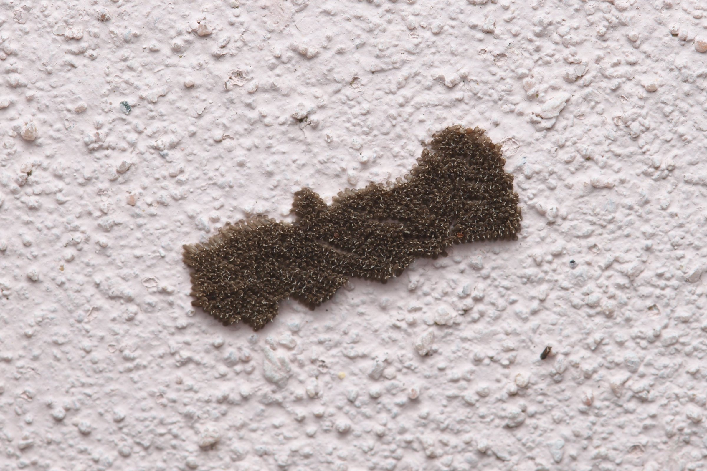 Megaloptera (Großflügler) Kleintiergalerie