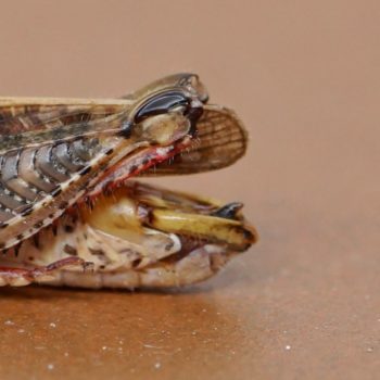 Calliptamus italicus (Italienische Schönschrecke)