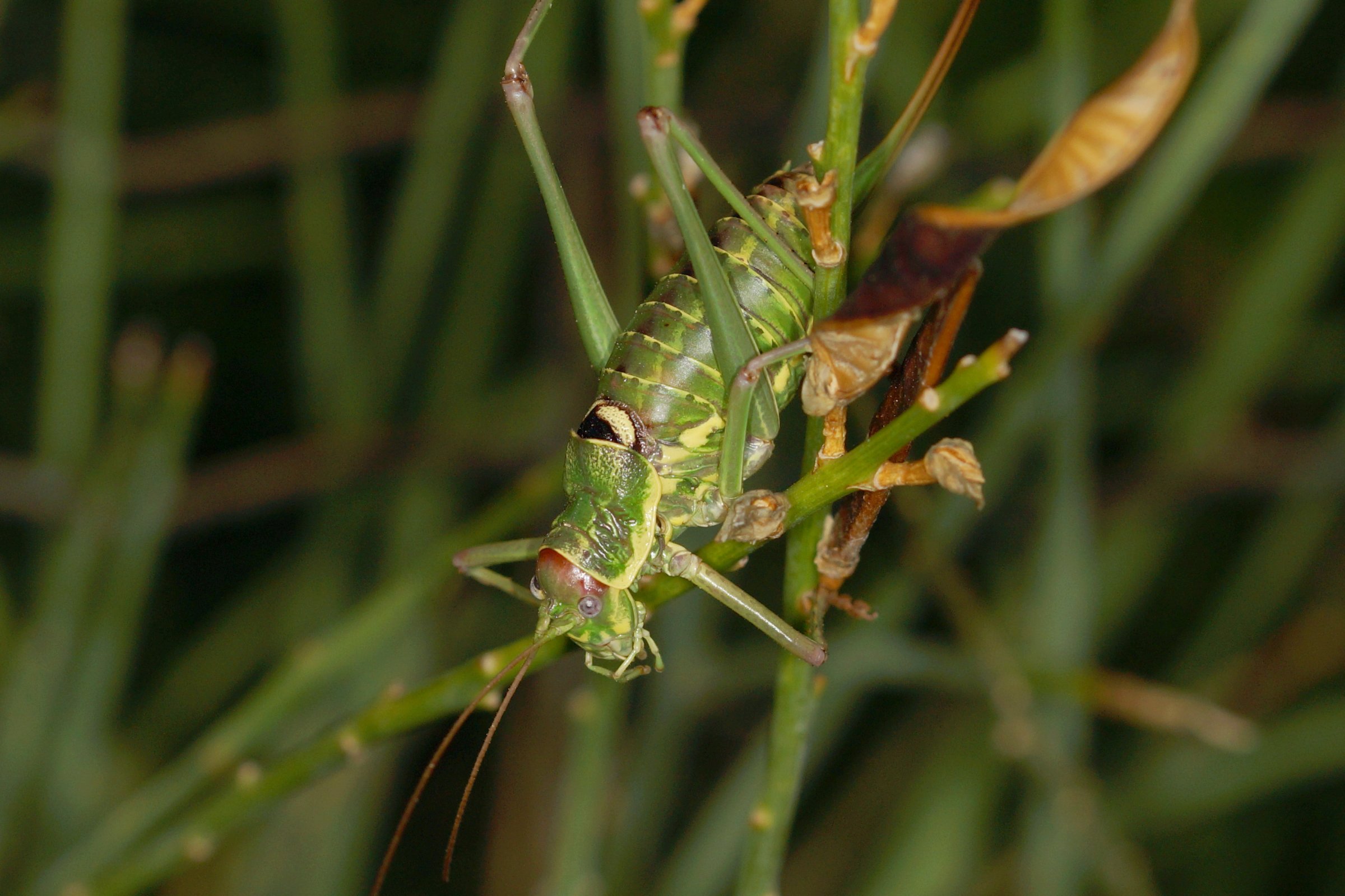 Ephippiger discoidalis (BalkanSattelschrecke) Krk Kleintiergalerie