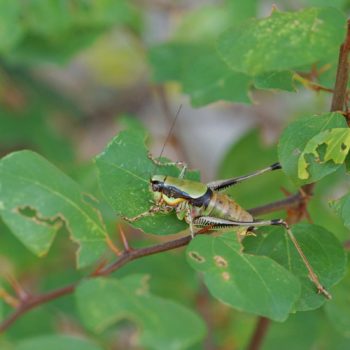 Eupholidoptera chabrieri schmidti (Grüne Strauchschrecke)