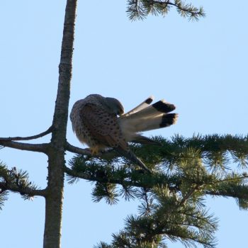 Falco tinnunculus (Turmfalke)
