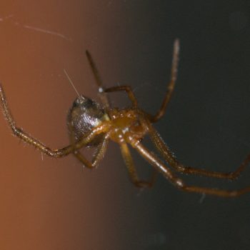 Nesticodes rufipes (Red House Spider)