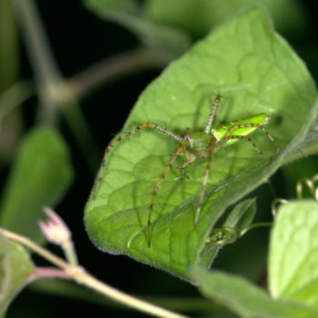 Peucetia viridans (Green Lynx Spider)