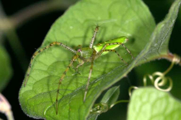 Oxyopidae (Luchsspinnen)