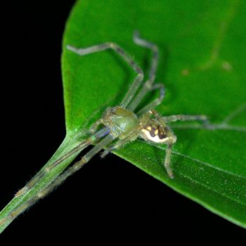 Sparassidae sp. (Riesenkrabbenspinne)