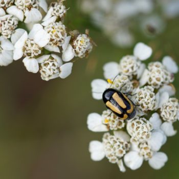 am Waldrand (30.07.2016) Cryptocephalus vittatus (Gebänderter Fallkäfer)