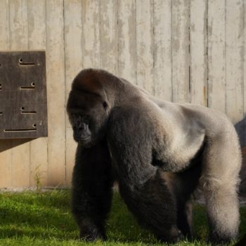 Gorilla gorilla gorilla (Westlicher Flachlandgorilla)