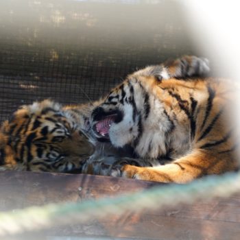Panthera tigris sumatrae (Sumatra-Tiger)