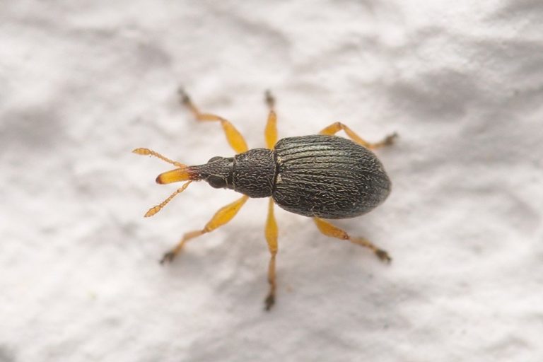 Brentidae (Langkäfer)