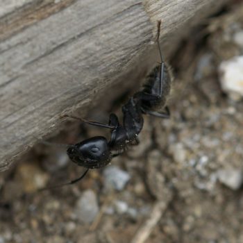 Camponotus vagus (Haarige Holzameise)