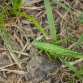 Ruspolia nitidula (Große Schiefkopfschrecke)