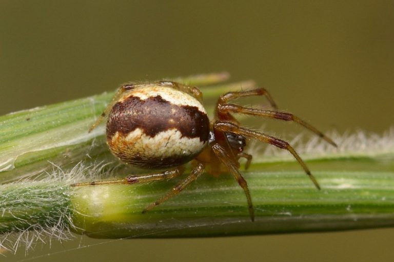 Theridiidae (Kugelspinnen)