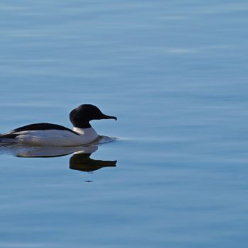 Mergus merganser (Gänsesäger)