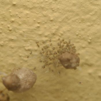 Parasteatoda tepidariorum (Gewächshausspinne)