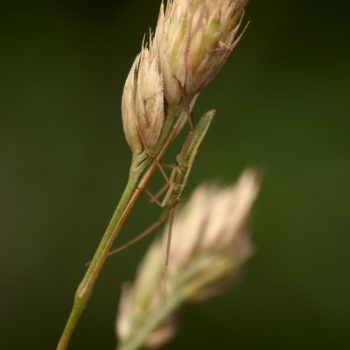 Stenodema laevigata (Glattköpfige Schmalwanze)