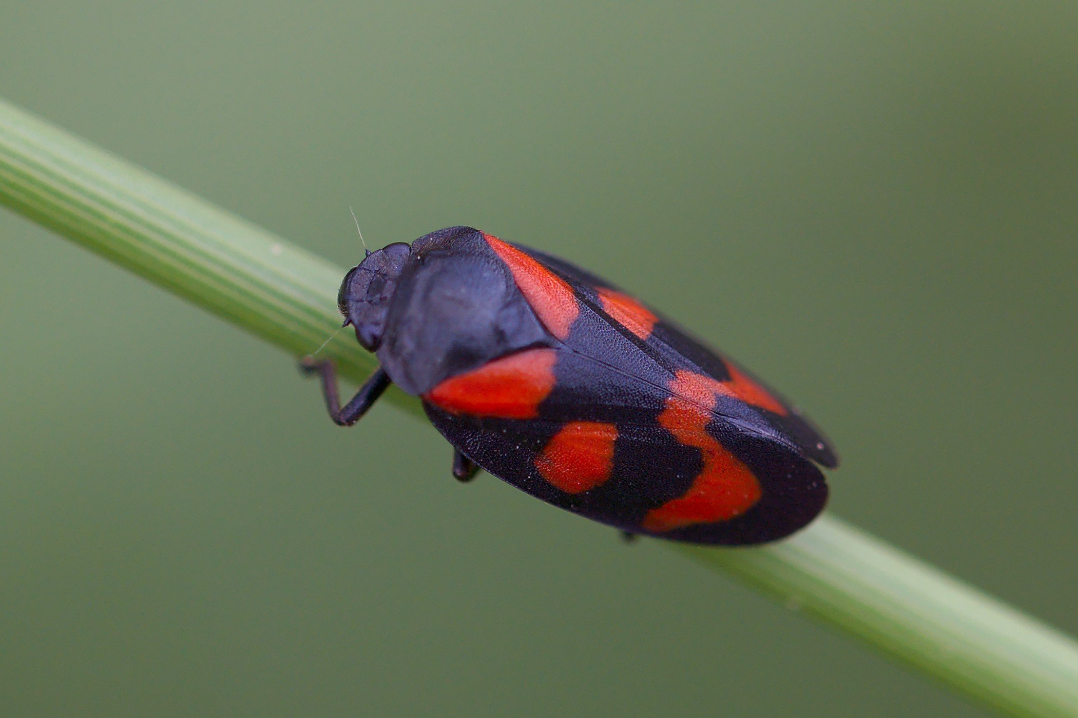 Cercopidae (Blutzikaden) Kleintiergalerie