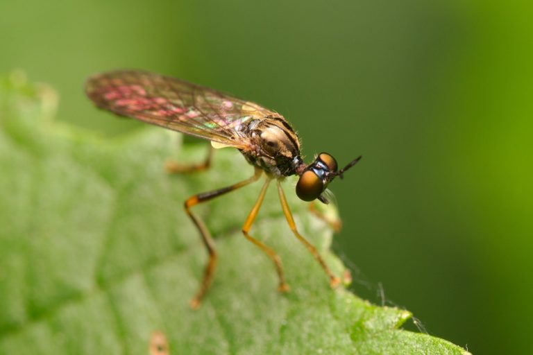 Asilidae (Raubfliegen)