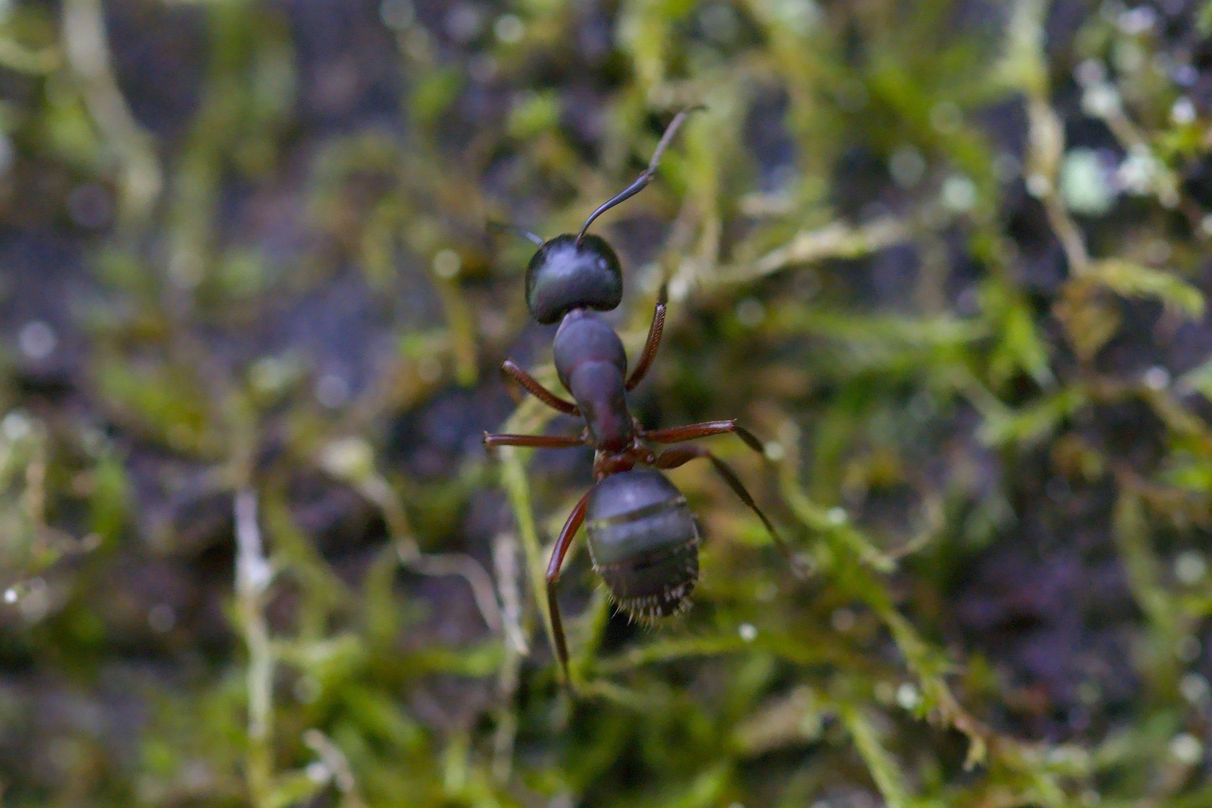 Formica sp. (Sklavenameise) Kleintiergalerie