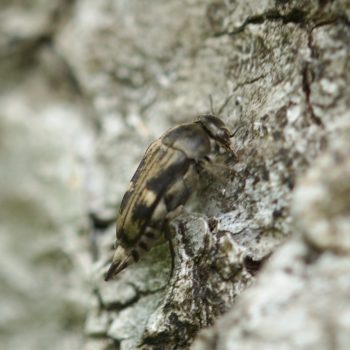 Tomoxia bucephala (Breitköpfiger Stachelkäfer)