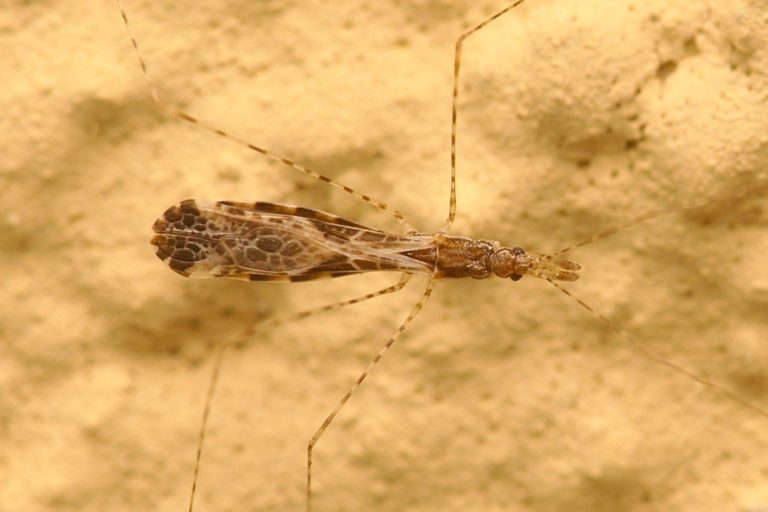 Reduviidae (Raubwanzen)
