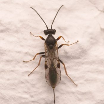 Tersilochinae sp. (Schlupfwespe)