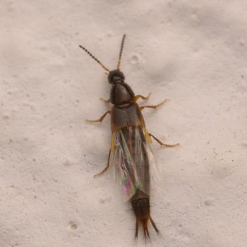 Staphylinidae sp. (Kurzflügler)