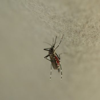 Aedes cretinus (Tigermücke)