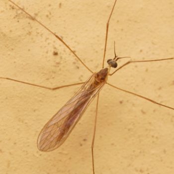 cf. Dicranomyia sp. (Stelzmücke)