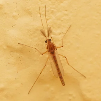 Chironomidae sp. (Zuckmücke)