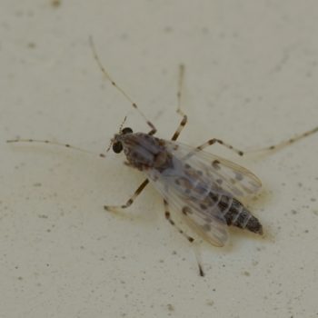 Chironomidae sp. (Zuckmücke) - Kreta