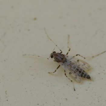 Chironomidae sp. (Zuckmücke)