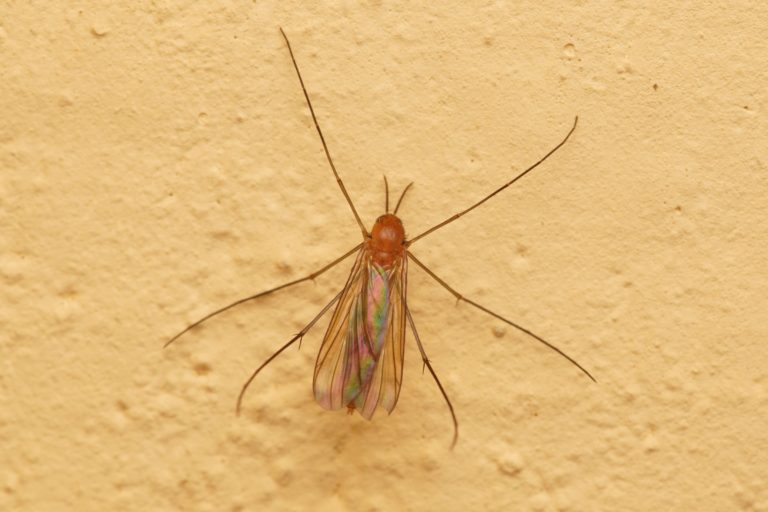 Mycetophilidae (Pilzmücken)