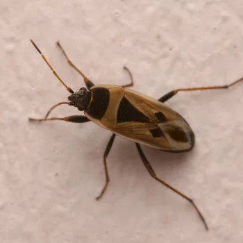 Xanthochilus sp. (Wanze)