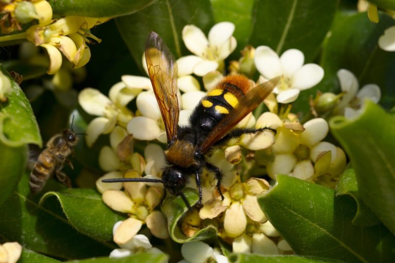 Scoliidae (Dolchwespen)
