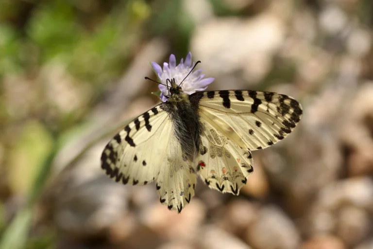 Lepidoptera (Schmetterlinge)