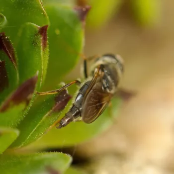 Cheilosia caerulescens (Gänsedistel-Erzschwebfliege)