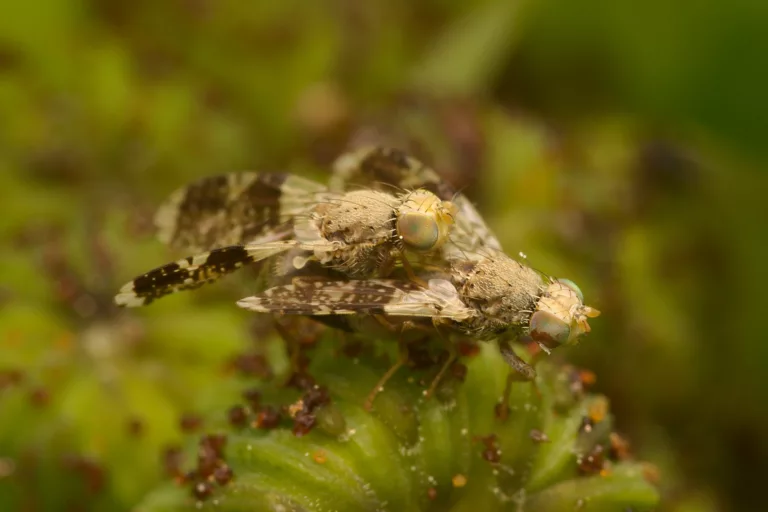 Tephritidae (Bohrfliegen)