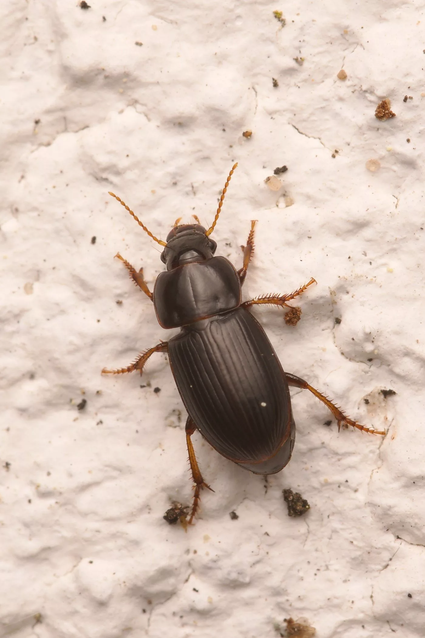 Harpalus pumilus (Laufkäfer) Kleintiergalerie