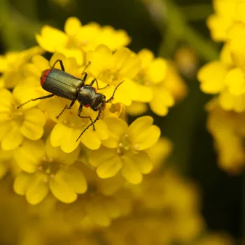 Malachius bipustulatus (Zweifleckiger Zipfelkäfer)