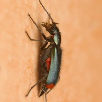 Malachius bipustulatus (Zweifleckiger Zipfelkäfer)