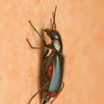 Malachius bipustulatus (Zweifleckiger Zipfelkäfer)