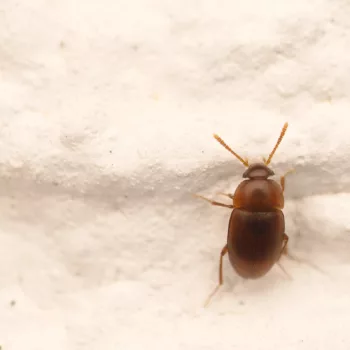an der Hauswand in Urberach, Rödermark (10.04.2023) Nargus cf. brunneus (Nestkäfer)