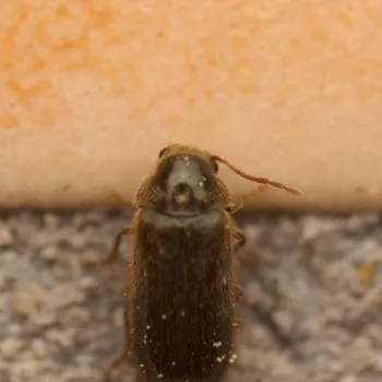 an der Hauswand in Urberach, Rödermark (05.05.2023) Xestobium plumbeum (Dickfuß-Pochkäfer)