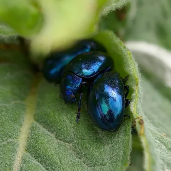 Chrysolina coerulans (Himmelblauer Blattkäfer)