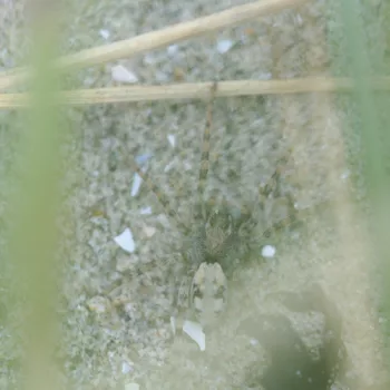 Arctosa perita (Bunter Sandwühlwolf)