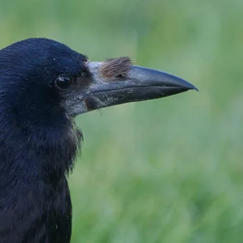 Corvus corax (Kolkrabe)