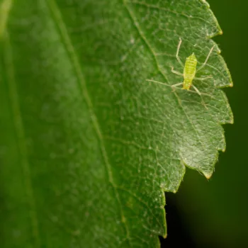cf. Euceraphis betulae (Silver Birch Aphid)