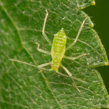 cf. Euceraphis betulae (Silver Birch Aphid)