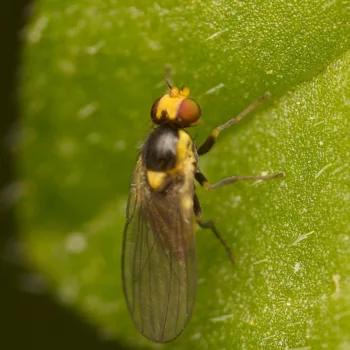 Liriomyza flaveola (Minierfliege)